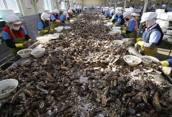 겨울철 제철 굴 박신 작업