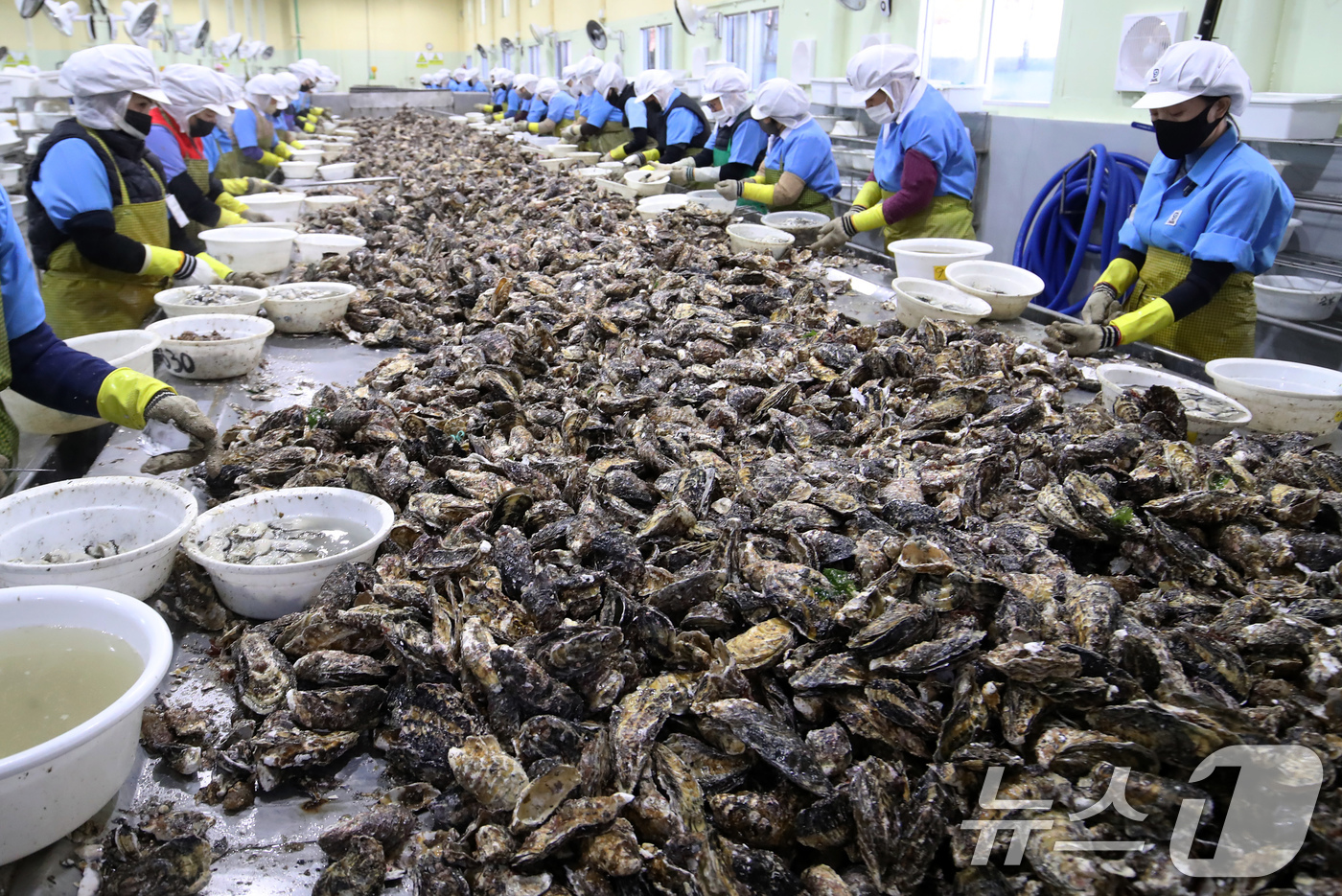 (거제=뉴스1) 윤일지 기자 = 9일 오후 경남 거제 하청면 굴 가공업체인 대일수산에서 직원들이 겨울철 제철을 맞은 굴 껍데기를 제거하는 작업인 박신작업을 하고 있다.  2026. …