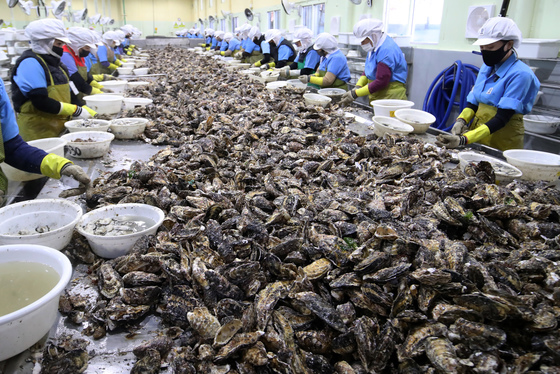 겨울철 제철 굴 박신 작업