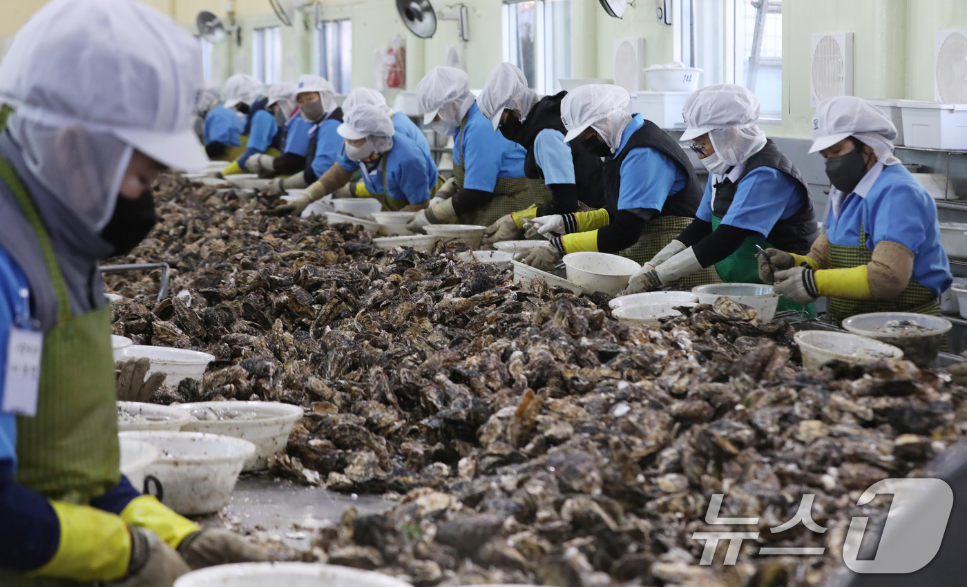 (거제=뉴스1) 윤일지 기자 = 9일 오후 경남 거제 하청면 굴 가공업체인 대일수산에서 직원들이 겨울철 제철을 맞은 굴 껍데기를 제거하는 작업인 박신작업을 하고 있다.  2026. …