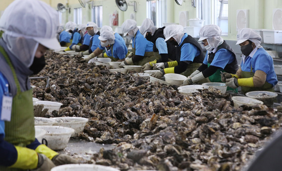겨울철 제철 맞은 굴