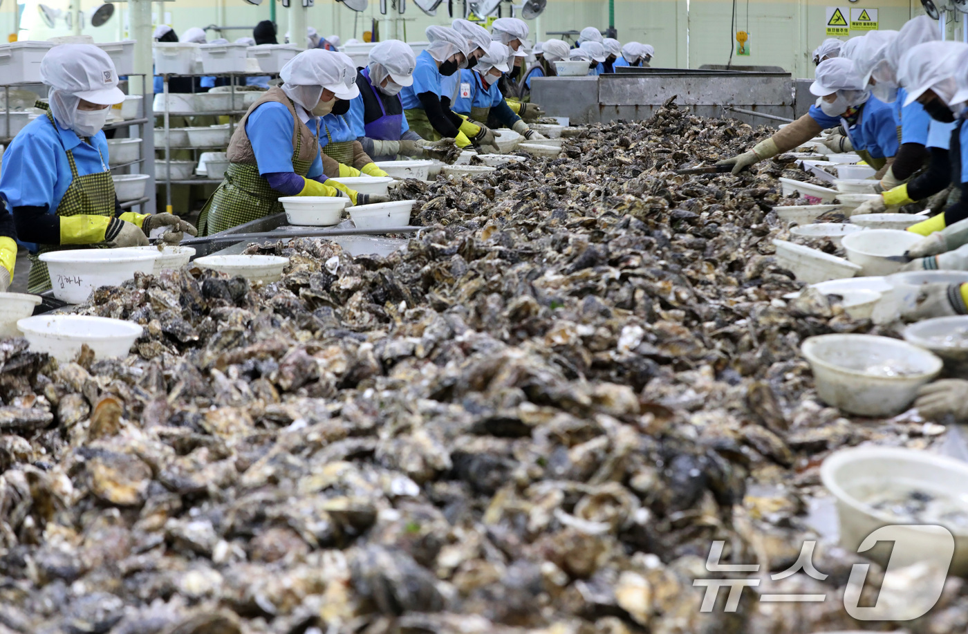 (거제=뉴스1) 윤일지 기자 = 9일 오후 경남 거제 하청면 굴 가공업체인 대일수산에서 직원들이 겨울철 제철을 맞은 굴 껍데기를 제거하는 작업인 박신작업을 하고 있다.  2026. …