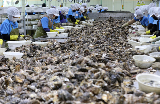 겨울철 제철 맞은 굴