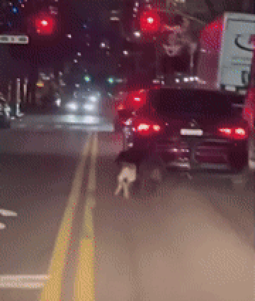 "차에서 똥 쌀까 봐"…트렁크에 개 두 마리 묶고 달린 운전자[영상]