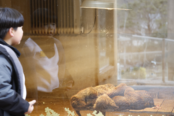 [르포] 전기온돌 껌딱지 사자…찬 바람 즐기는 시베리아 호랑이