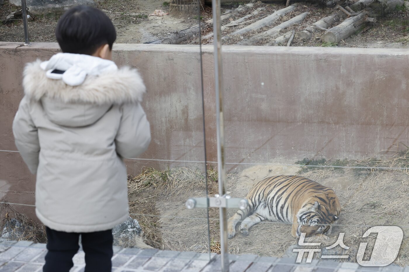 본문 이미지 - 9일 광주우치동물원에서는 추운날씨에 벵갈호랑이가 낮잠을 자고 있다. 2026.1.9/뉴스1 ⓒ News1 김태성 기자