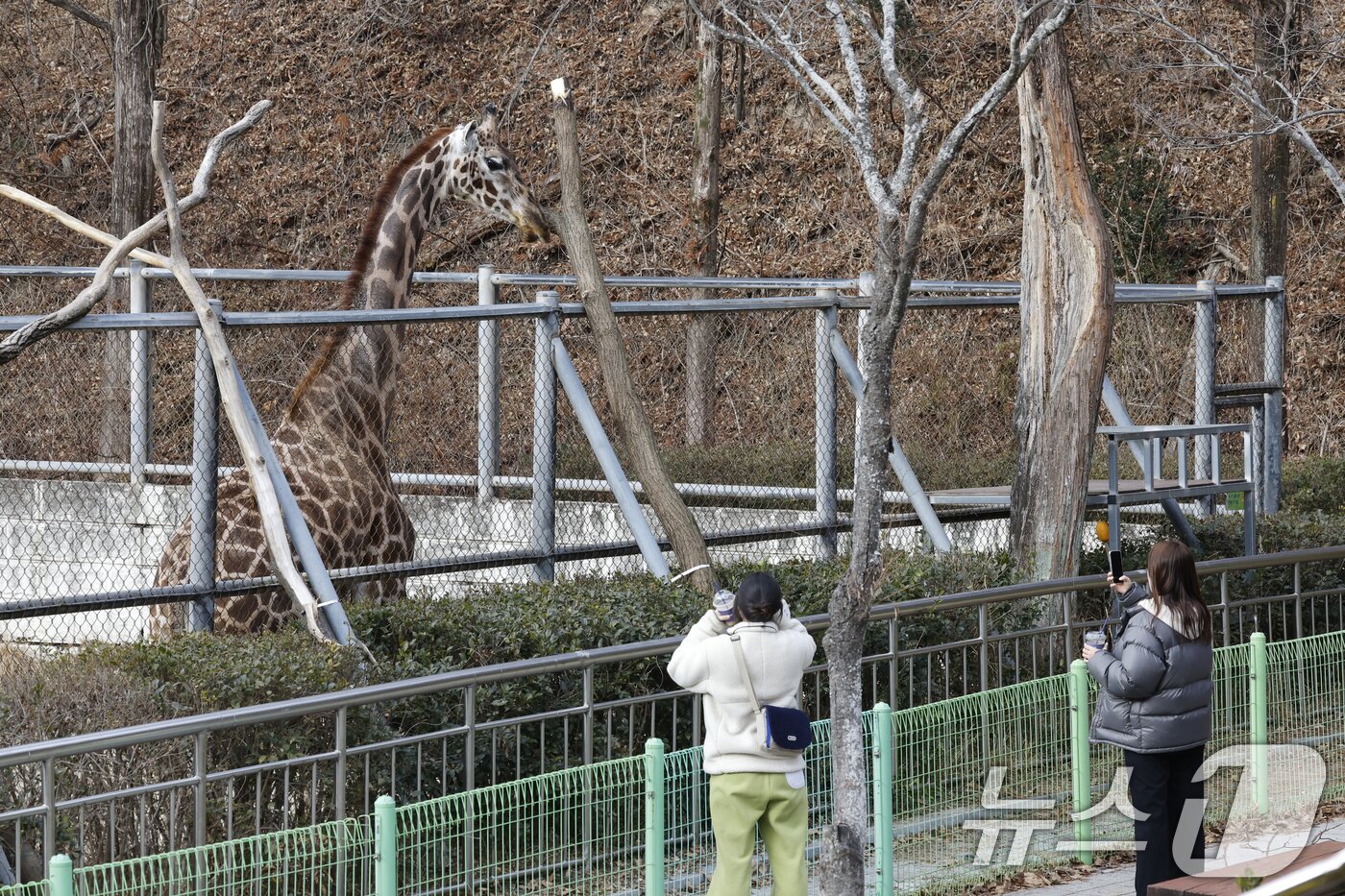 본문 이미지 - 9일 광주우치동물원에서 기린을 촬영하고 있는 방문객. ⓒ News1 김태성 기자