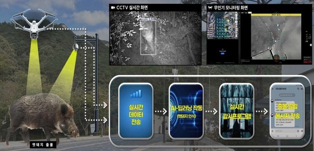도심 멧돼지, AI가 먼저 찾는다…발견 즉시 담당자에 알림