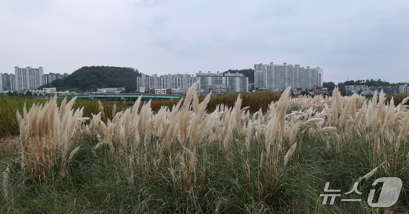 (포항=뉴스1) 최창호 기자 = 1일 경북 포항시 남구 연일읍 형산강 공원에 팜파스그라스가 바람에 흩날리고 있다.팜파스그라스는 최대 3m 자라며 가을 내내 볼 수 있다. 2026. …
