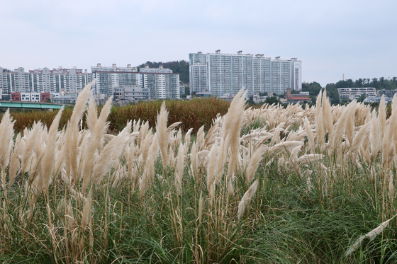 바람에 흔들리는 팜파스그라스