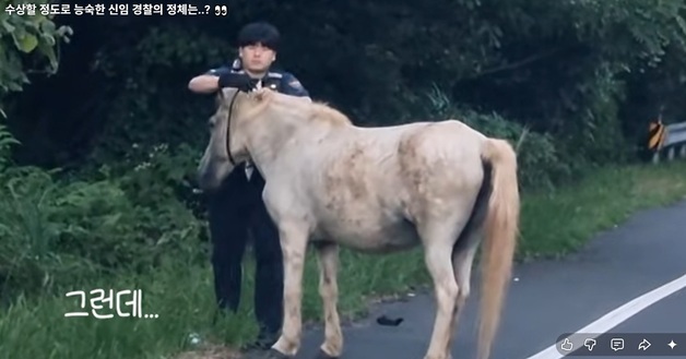 도로 헤매던 말 능숙하게 구조한 신입 경찰…알고 보니 승마선수 출신