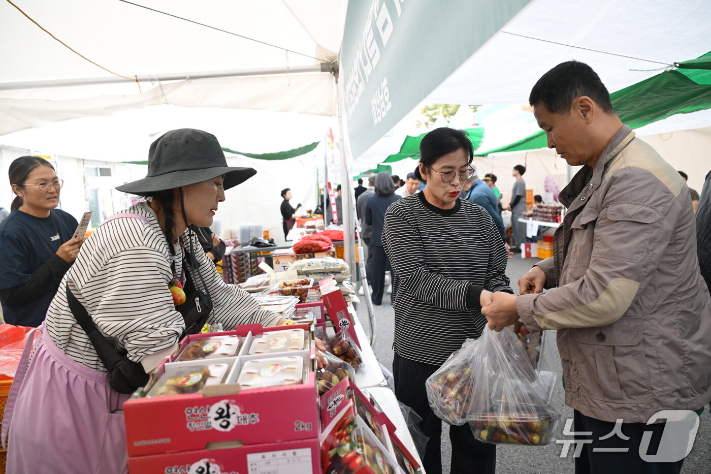 본문 이미지 - 충남 논산 연산대추문화축제에서 대표 특산물 연산대추가 관광객의 발길을 잡고 있다.(논산시 제공) /뉴스1