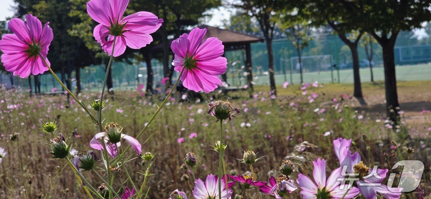 본문 이미지 - 구미 낙동강체육공원에 식재된 코스모스가 가을을 맞아 형형색깔의 꽃을 만개하자 11일 휴일을 맞은 시민들이 가족과 함께 사진을 찍으며 추억을 남기고 있다. 2026.10.11 ⓒ 뉴스1 정우용 기자