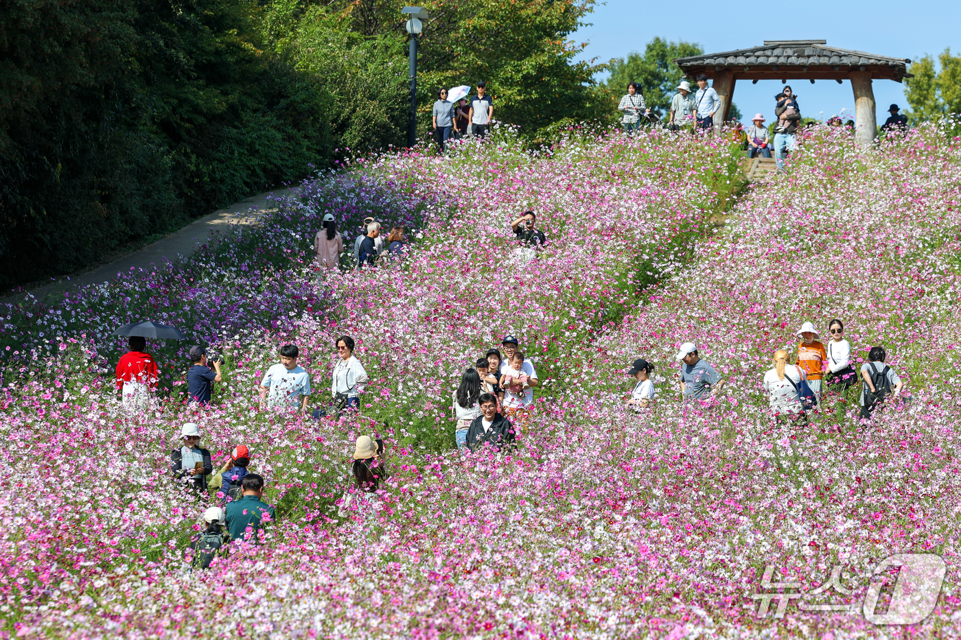 (서울=뉴스1) 안은나 기자 = 서울 낮 최고기온 27도로 가을 날씨 속 늦더위가 찾아온 11일 서울 송파구 올림픽공원 들꽃마루를 찾은 시민들이 만개한 코스모스 속 추억을 남기고 …