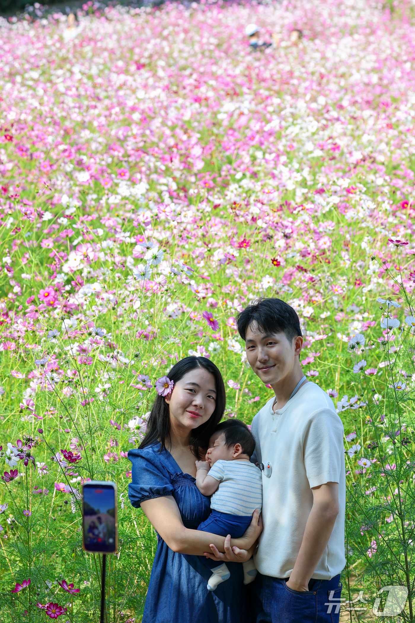 (서울=뉴스1) 안은나 기자 = 서울 낮 최고기온 27도로 가을 날씨 속 늦더위가 찾아온 11일 서울 송파구 올림픽공원 들꽃마루를 찾은 한 가족이 만개한 코스모스를 배경으로 추억을 …