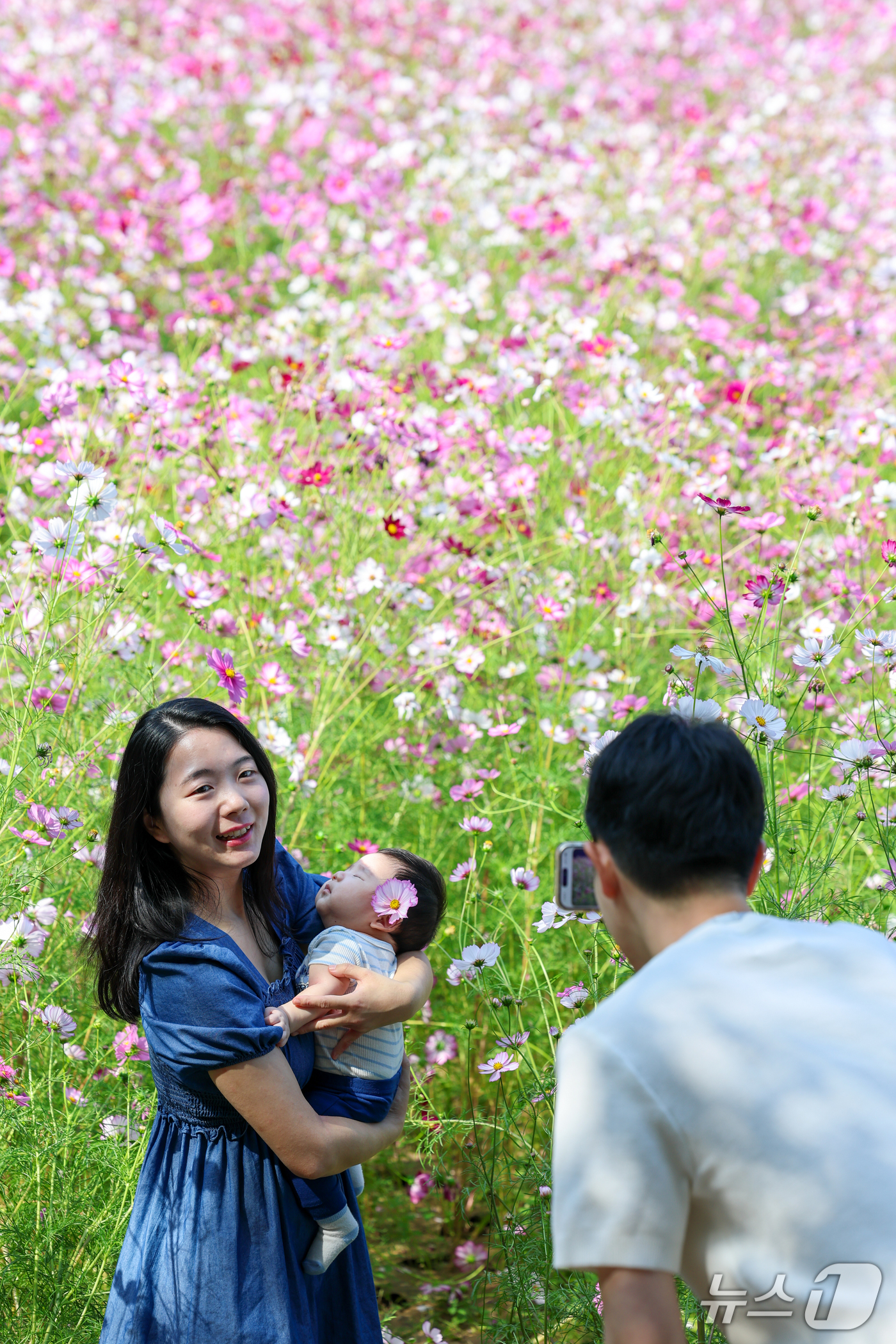 (서울=뉴스1) 안은나 기자 = 서울 낮 최고기온 27도로 가을 날씨 속 늦더위가 찾아온 11일 서울 송파구 올림픽공원 들꽃마루를 찾은 한 가족이 만개한 코스모스를 배경으로 추억을 …