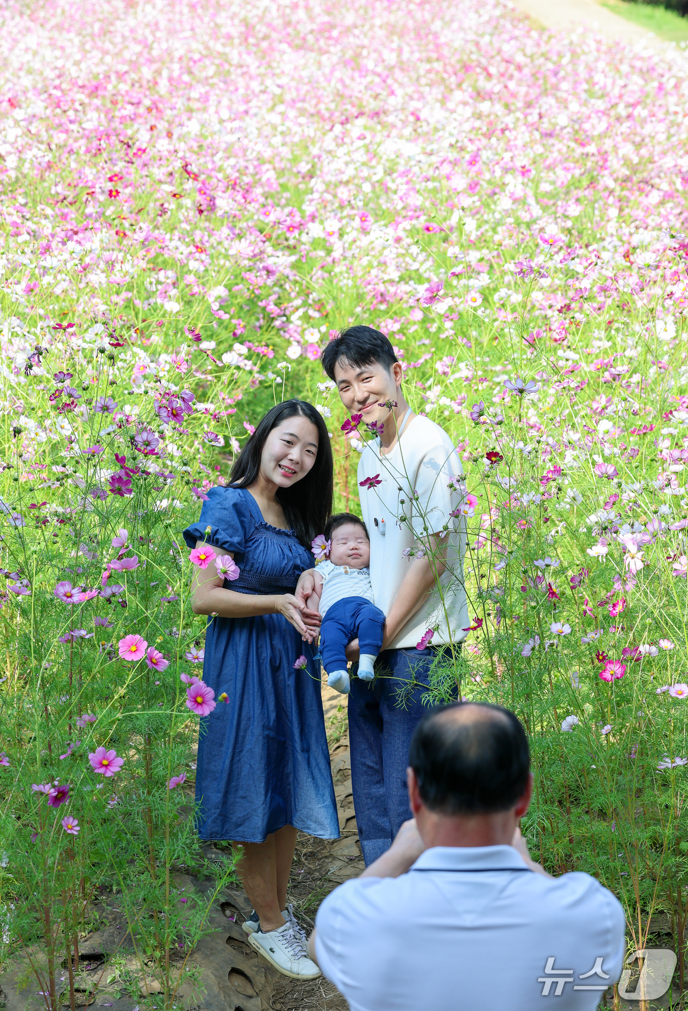 (서울=뉴스1) 안은나 기자 = 서울 낮 최고기온 27도로 가을 날씨 속 늦더위가 찾아온 11일 서울 송파구 올림픽공원 들꽃마루를 찾은 한 가족이 만개한 코스모스를 배경으로 추억을 …