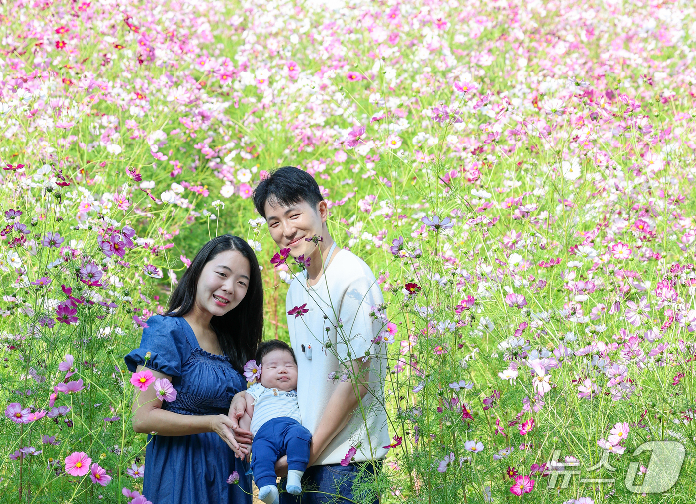 (서울=뉴스1) 안은나 기자 = 서울 낮 최고기온 27도로 가을 날씨 속 늦더위가 찾아온 11일 서울 송파구 올림픽공원 들꽃마루를 찾은 한 가족이 만개한 코스모스를 배경으로 추억을 …