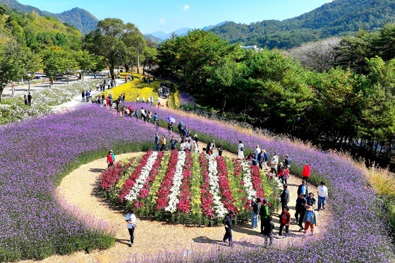 2026 인제 가을꽃축제