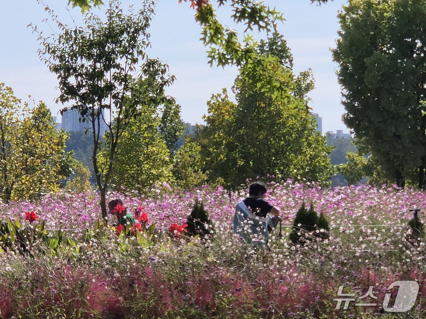 본문 이미지 - 11일 경기 구리한강시민공원에서 열린 2026 구리 코스모스 축제를 찾은 시민들이 만개한 코스모스를 구경하고 있다. 2026.10.11 ⓒ 뉴스1 양희문 기자