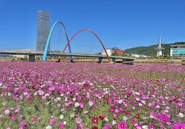 대전 3대 하천 꽃 물결…"가을 정취 만끽하세요"