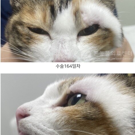 본문 이미지 - 눈꺼풀 부위 종괴를 제거하면서 '입꼬리-눈꺼풀 전위 피판술'을 받은 고양이(본동물의료센터 제공) ⓒ 뉴스1