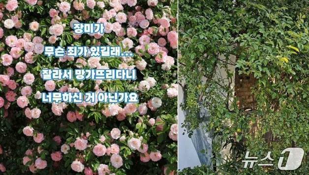 "잘 키워보려 그랬다"…'파란대문장미' 잘라간 60대 여성 송치