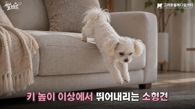 "작은 강아지 선호가 문제?"…수의사가 디스크 걱정한 이유