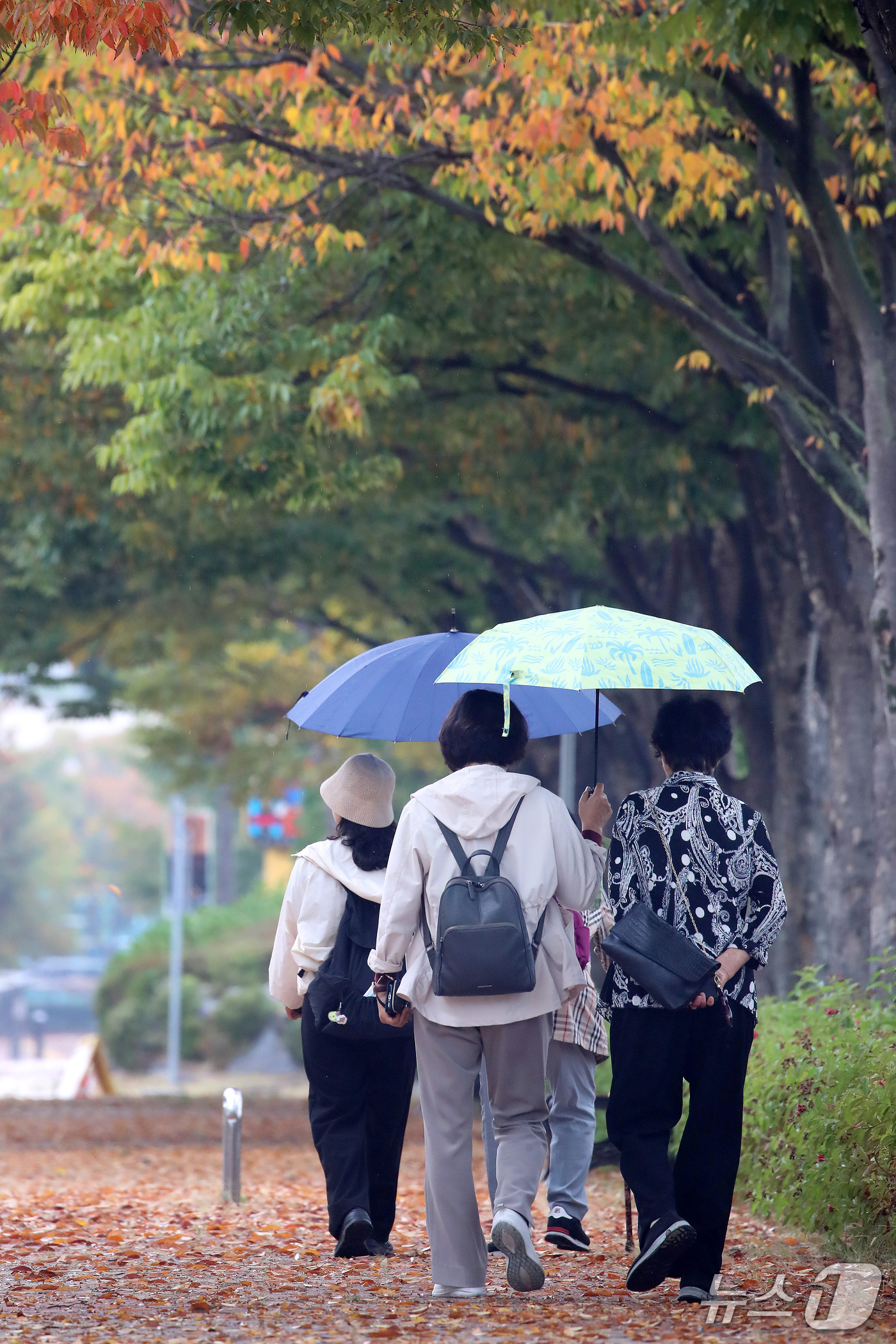 (대구=뉴스1) 공정식 기자 = 13일 대구 수성구 대구스타디움 산책로에서 우산을 쓴 시민들이 가을비에 떨어진 낙엽을 밟으며 걷고 있다. 2026.10.13/뉴스1