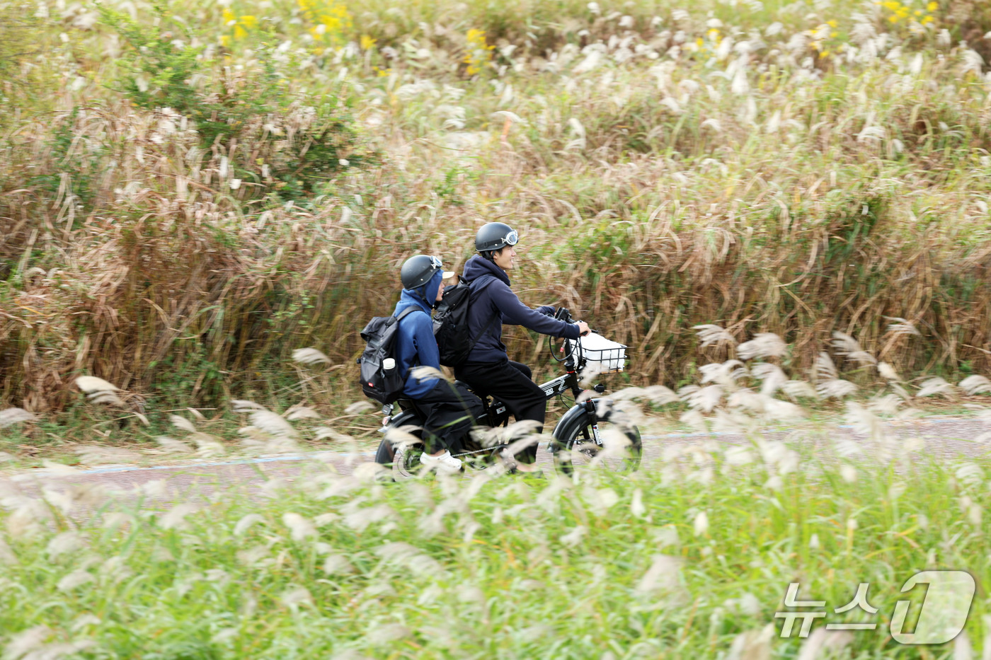(광주=뉴스1) 조수민 기자 = 13일 전남광주 서구 극락교 영산강변을 찾은 자전거 관광객이 은빛 억새밭을 걸으며 가을 정취를 만끽하고 있다. 서구는 15일부터 18일까지 영산강변 …