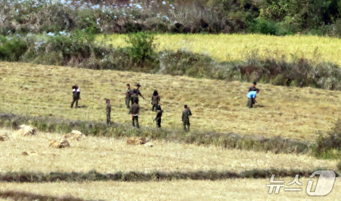 본문 이미지 - 14일 경기도 김포시 애기봉전망대에서 바라본 북한 개풍군 일대에서 북한 주민들이 수확철을 맞아 영농 작업을 하고 있다. 2026.10.14 ⓒ 뉴스1 김명섭 기자