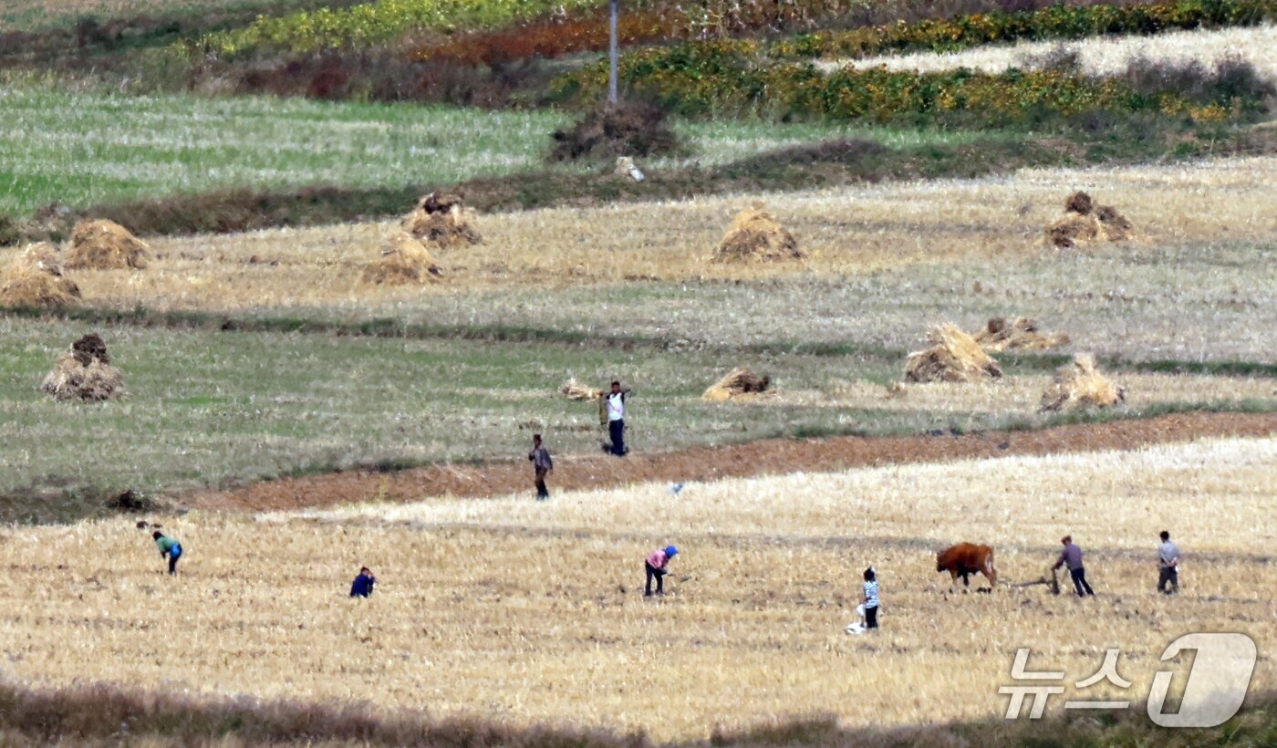 본문 이미지 - 14일 경기도 김포시 애기봉전망대에서 바라본 북한 개풍군 일대에서 북한 주민들이 수확철을 맞아 영농 작업을 하고 있다. 2026.10.14 ⓒ 뉴스1 김명섭 기자