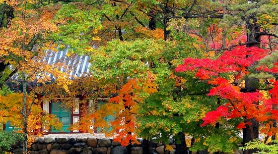 "지금이 '인생샷' 건질 기회"…인제 백담사 단풍 절정