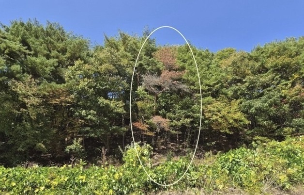 보은 속리산 소나무 재선충병 '양성' 판정…역학조사 착수(종합)