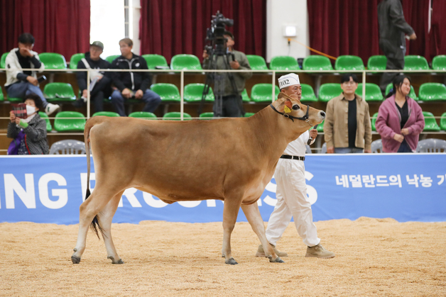 농진청 육성 '저지종 젖소', 한국홀스타인품평회서 우수상 수상