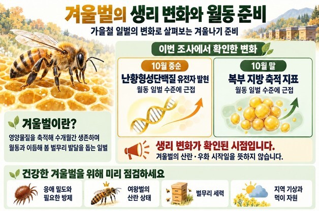 농진청, 겨울벌 생산 전환 시기 10월 중순·말 추정…월동 준비 당부