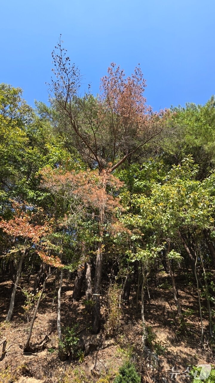 본문 이미지 - 재선충병 양성 판정을 받은 속리산 삼가저수지 주변 소나무.(독자 제공. 재판매 및 DB 금지) 2026.10.15/뉴스1