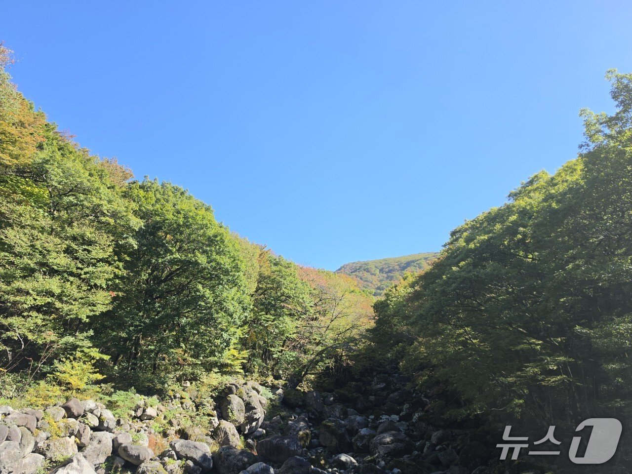 본문 이미지 - 14일 한라산국립공원 어리목교 일대에 단풍이 들기 시작했다.(제주지방기상청 제공, 재판매 및 DB 금지)
