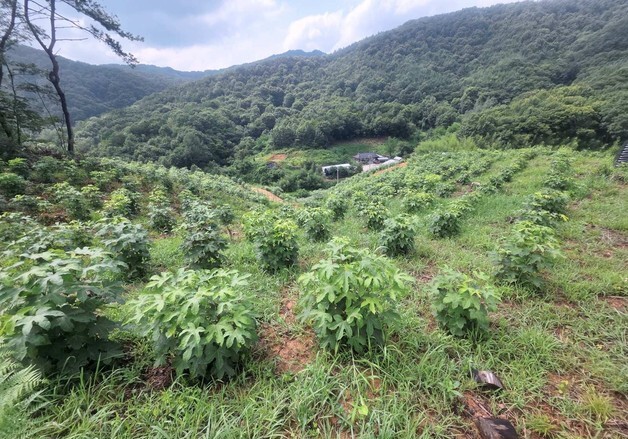 임실 음나무 특용수 조림지, 산림청 평가 '우수조림지' 선정