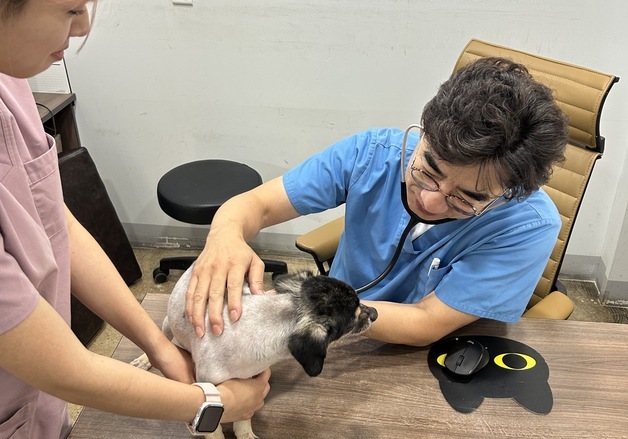 "1세 강아지도 건강검진"…반려동물 보호자 인식 달라졌다