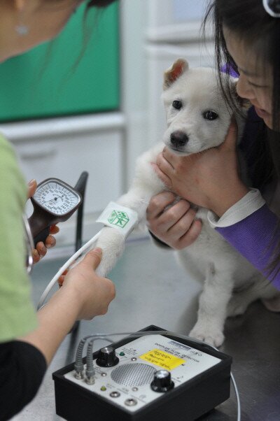 본문 이미지 - 이 원장은 최근 반려동물이 어릴 때부터 건강검진을 하려는 보호자들이 늘고 있다고 설명했다(이끌림동물병원 제공). ⓒ 뉴스1
