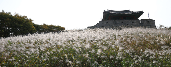 바람에 흔들리는 가을 억새