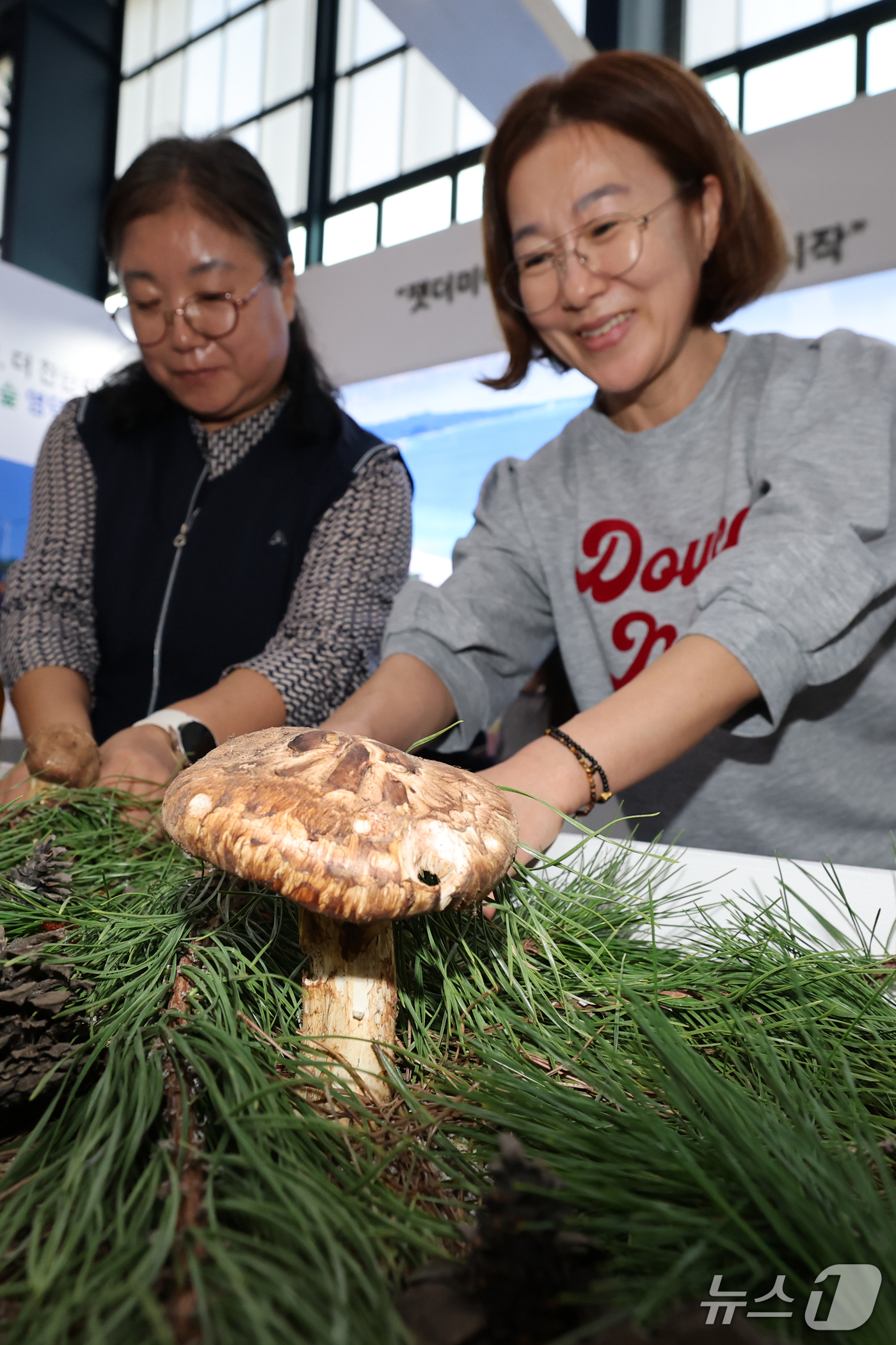 (포항=뉴스1) 최창호 기자 = 16일 오후 경북 포항시 만인당에서 열린 '2026 경북도 산림박람회장'에서 영덕군 임업인들이 지역 특산물인 송이 버섯을 손질하고 있다.이번 박람회 …