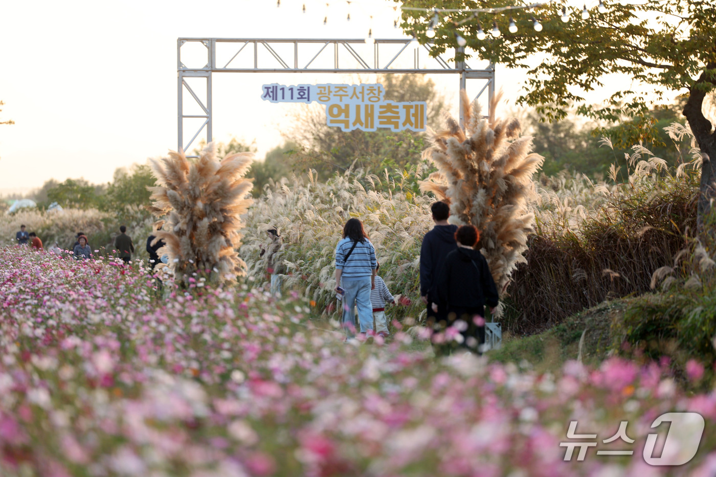 (광주=뉴스1) 조수민 기자 = 제11회 광주서창억새축제 이틀째인 16일 오후 전남광주 서구 노을빛 영산강변을 찾은 시민들이 바람에 흩날리는 은빛 억새밭 산책을 즐기고 있다. 20 …
