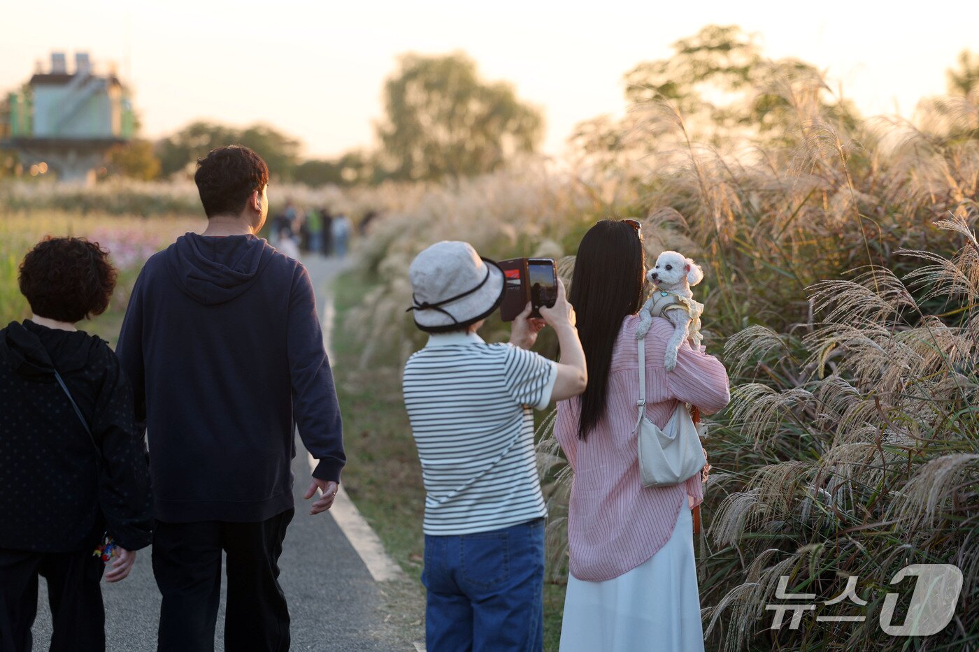 본문 이미지 - 제11회 광주서창억새축제 이틀째인 16일 오후 전남광주 서구 노을빛 영산강변을 찾은 시민들이 바람에 흩날리는 은빛 억새밭 사이를 산책을 즐기고 있다. ⓒ 뉴스1 조수민 기자