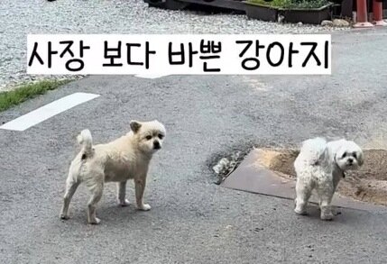 본문 이미지 - 펜션으로 출근한 뽀삐(왼쪽)와 미자(인스타그램 nini_hongcheon 제공) ⓒ 뉴스1