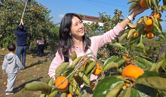즐거운 반시 따기 체험