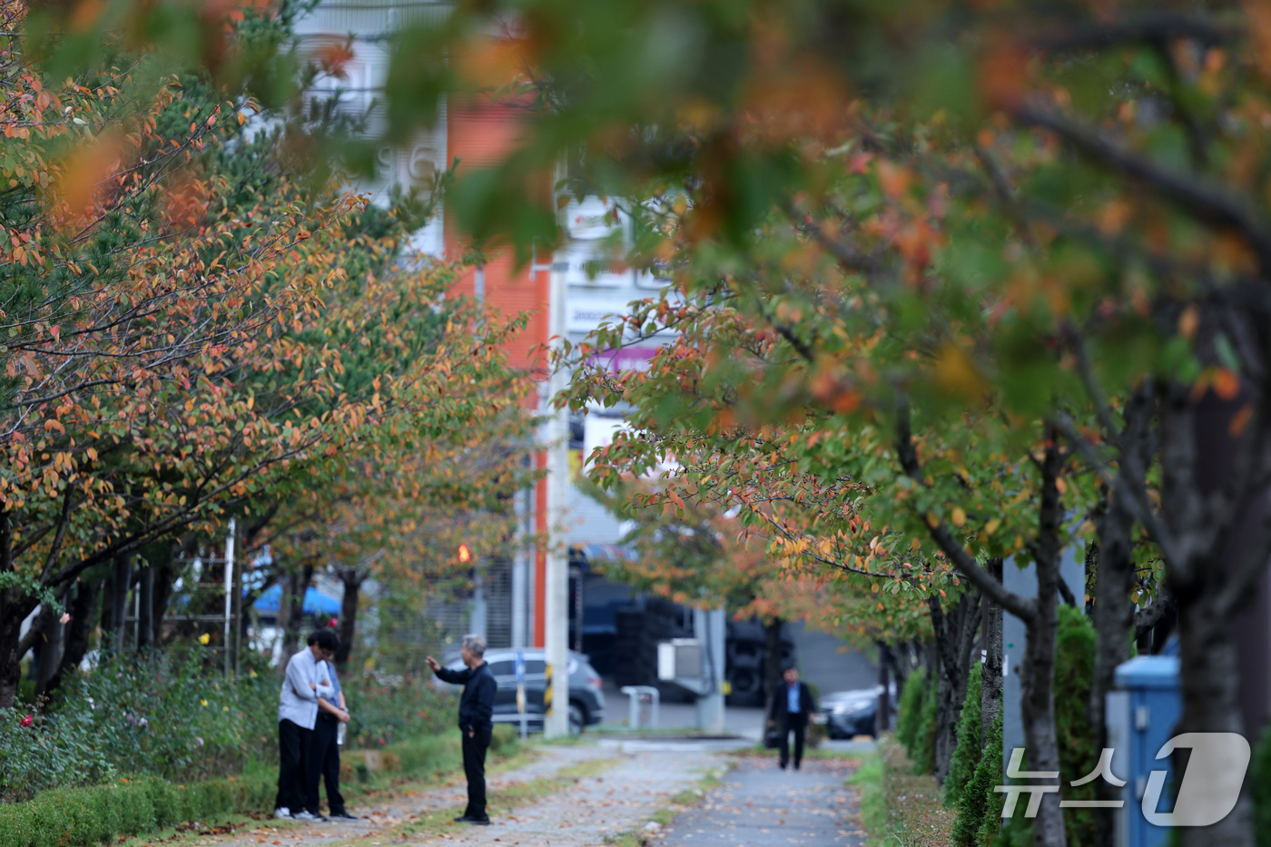 (포항=뉴스1) 최창호 기자 = 19일 오전 경북 포항시 북구 장량동 도로변에 있는 가로수가 빨갛게 물들고 있다. 2026.10.19/뉴스1