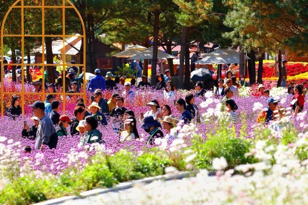 "꽃길만 걸었다"…34만명 매료시킨 '인제가을꽃축제' 폐막