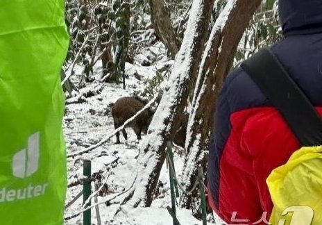 제주 야생 멧돼지, 잠재적 서식지·이동 경로 밝혀져